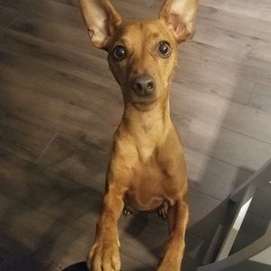 Meet your Posher, Shannon